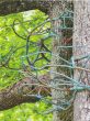 2020 Couronnes d’arbres,  Art et Nature, Chaumont-sur-Loire
